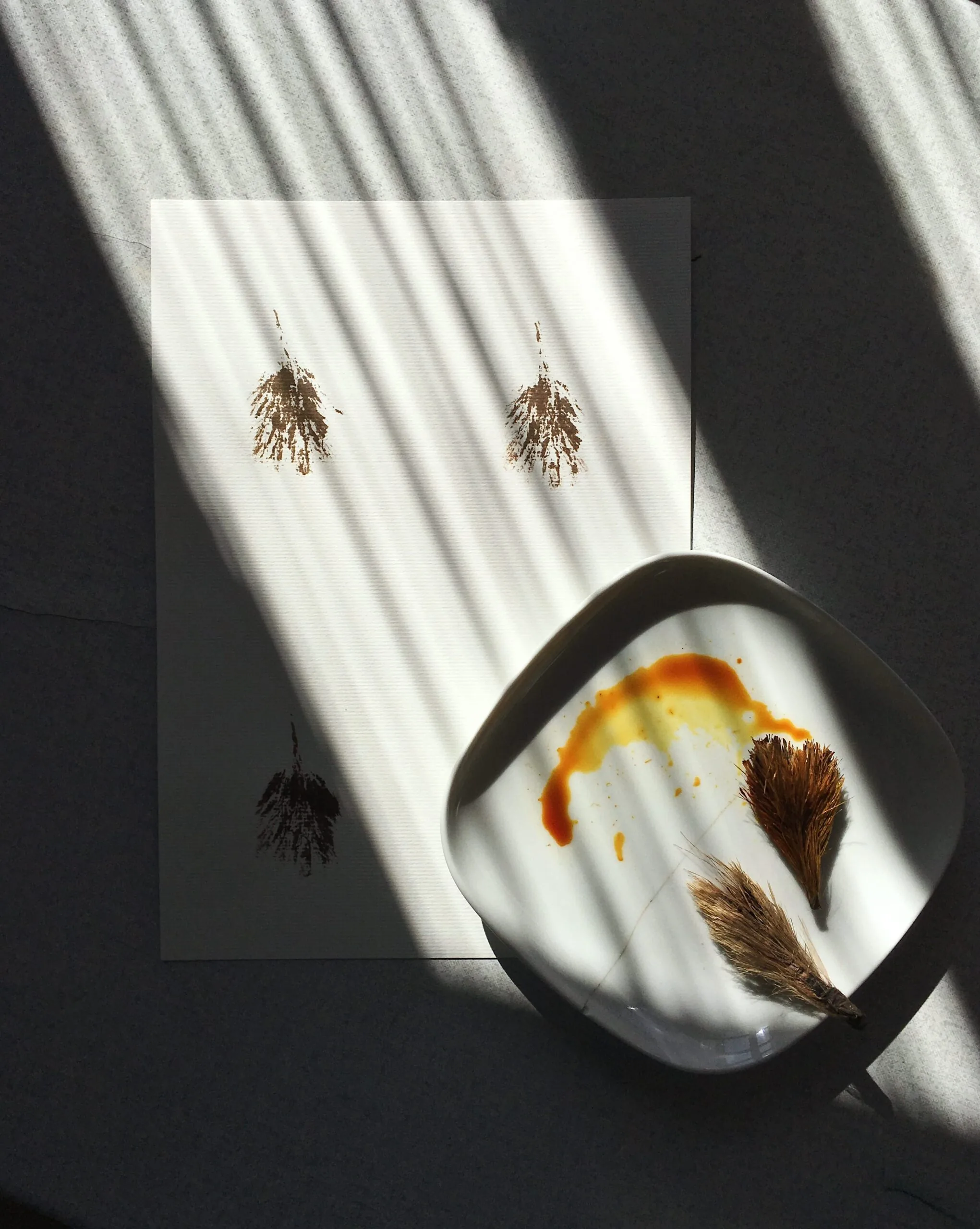 process Dried plants on printed on paper and lying in a dish with sunlight and shadows.